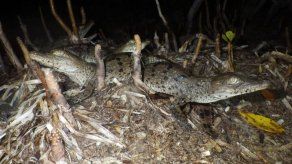 El cocodrilo de Florida ya no está en peligro