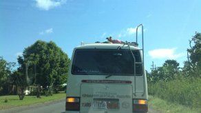 Buscan regular transporte de animales domésticos Buscan regular transporte de animales domésticos