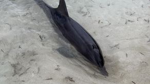 Un grupo de turistas destacó a un delfín en la isla Waisaladup. Un grupo de turistas destacó a un delfín en la isla Waisaladup.