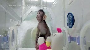 Monos clonados: ¿Seguirán los seres humanos?