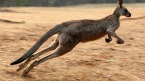 Tamaño de los brazos del canguro