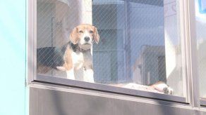 En Tokio los perros se alquilan por horas