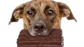Conoce el daño que puede ocasionarle el chocolate a tu perro