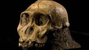 Descritos huesecillos del oído de dos homínidos de hace 2 millones años