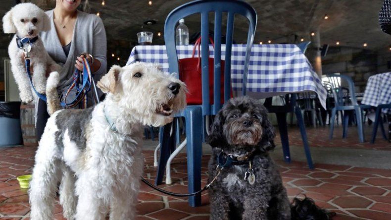 ¡Sentado! Perros de Nueva York podrán comer en restaurantes