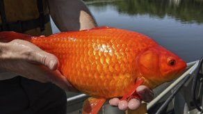 Los peces, que pueden crecer al tamaño de un balón de fútbol, compiten con las especies nativas por los alimentos y multiplican las algas.