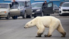 Capturan en Rusia a osa polar hambrienta que se alejó cientos de km de su hábitat