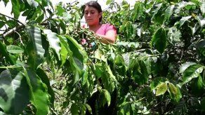 Caficultores guatemaltecos sopesan voler a EEUU por crisis del grano