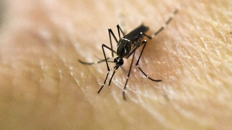 Detectan dos primeros casos del virus Zika en la República Checa