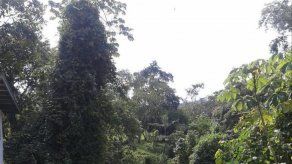 Autoridades investigan las causas de la contaminación del río Tolé