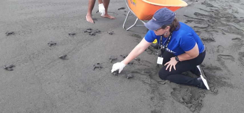 Actualmente MiAmbiente y la Asociación Amigos y Vecinos de la Costa y la Naturaleza