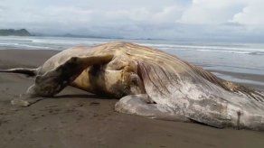 Encuentran ballena muerta en playa Morrillo de Veraguas