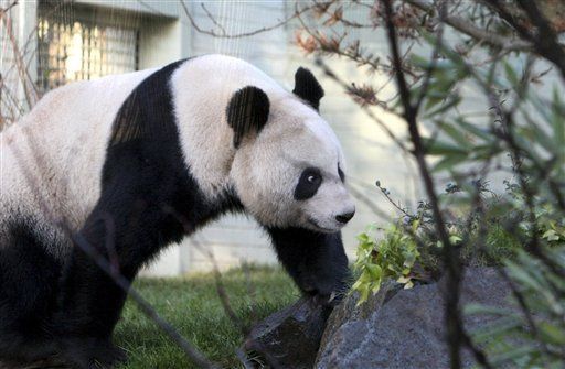 Presentan pandas gigantes que China prestó a zoológico escocés