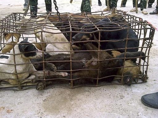Industria canina amenaza con exterminar al perro de noreste de Tailandia