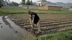 El BCIE presta 52 millones de dólares para programa agrícola en Honduras