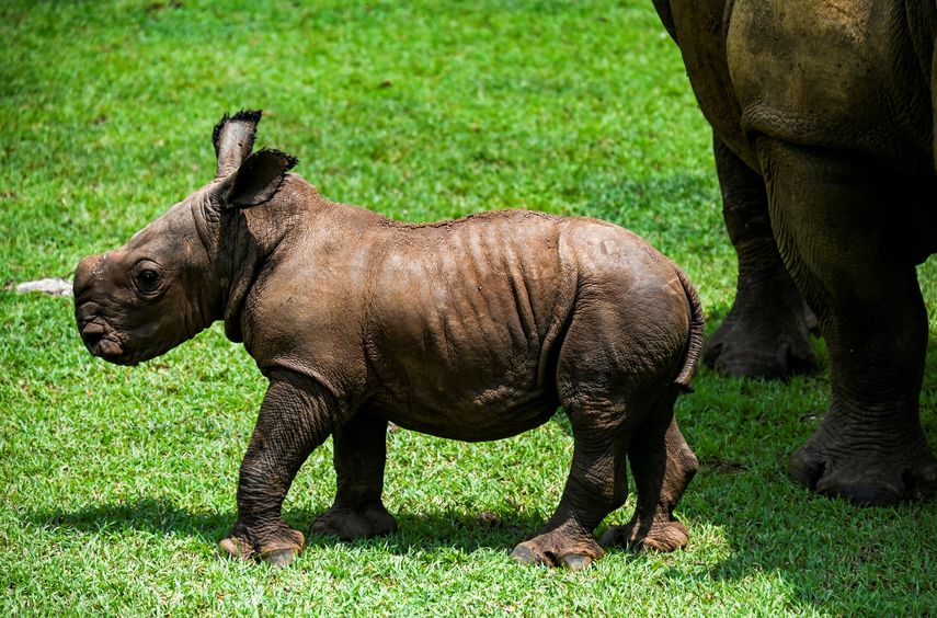 El rinoceronte recién nacido es el segundo ejemplar de este tipo que nace en 18 años en este parque temático.