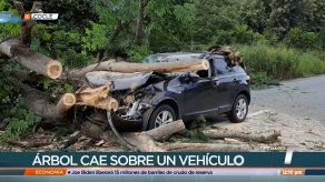 Árbol cae sobre un vehículo en Río Hato