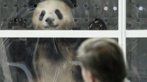 Llegan a Berlín dos osos panda desde China