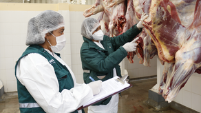 Países suspenden importación de carne de cerdo de Suecia por peste porcina