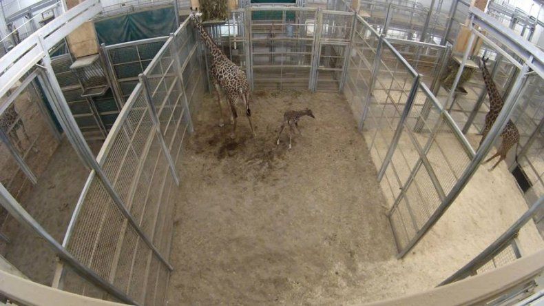 Nace jirafa en zoológico de Ohio