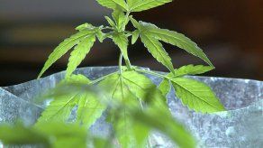 Gobierno  de Uruguay rastreará marihuana con código de barras