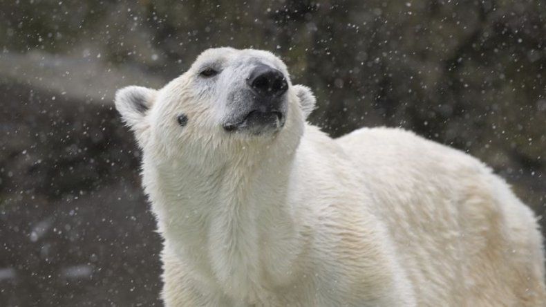 Sacrifican al oso polar de zoológico de NY por falla renal