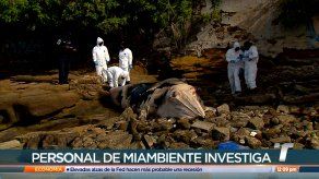 MiAmbiente investiga causa de muerte de ballena encontrada en San Felipe MiAmbiente investiga causa de muerte de ballena encontrada en San Felipe