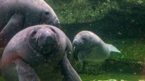 El manatí de Florida podría salir de la lista de especies en peligro