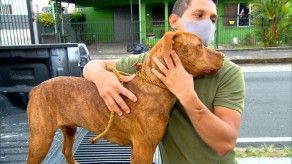 Encuentran a un can muerto y a otro deshidratado en una casa en La Chorrera Encuentran a un can muerto y a otro deshidratado en una casa en La Chorrera