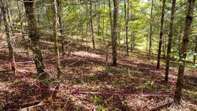Smithsonian: La edad de bosques tropicales determina su respuesta a la sequía