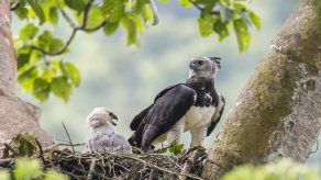18 especies están en peligro de extinción, entre ellas el águila filipina, el alimoche sombrío y el autillo de Annobón.