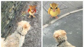 Piden a jugadores de Pokémon Go que paseen perros para promover la adopción