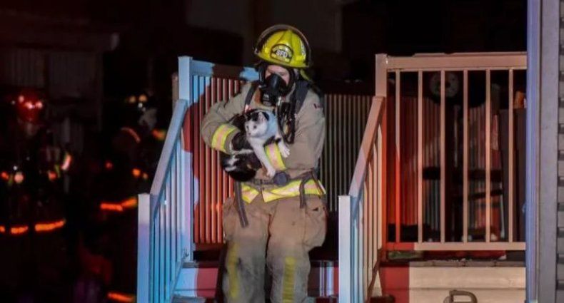 Gato salva a su familia de un incendio