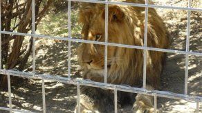El zoológico de Montevideo se queda sin leones