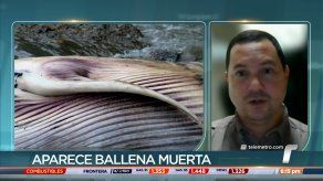 Cuerpo de ballena será trasladado a zona segura