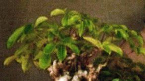 Roban bonsái a hombre que cuidó de él por 56 años