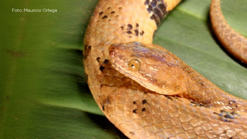 La nueva especie de boa enana es considerada endémica de Ecuador.
