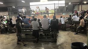 En 2018, el entonces presidente Donald Trump promulgó una ley que prohibió todas las peleas de animales. en los territorios de Estados Unidos