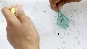 Aumentan a once los muertos por brote de dengue en región peruana