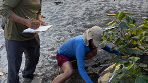MiAmbiente monitorea la anidación de la tortuga verde MiAmbiente monitorea la anidación de la tortuga verde