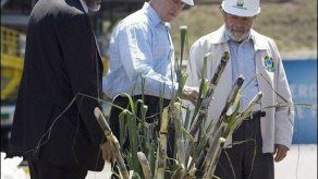 ONU pide no apresurar respuesta a uso de biocarburantes