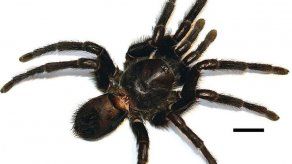 Nueva especie de tarántula bautizada en honor a García Márquez
