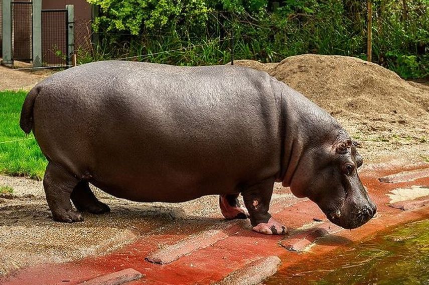 El recinto de los hipopótamos ha sido cerrado a los visitantes.