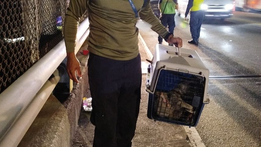 Personal de MiAmbiente rescatan a un perezoso.