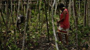 Indígenas panameños se convierten en profesores agrícolas por unos meses