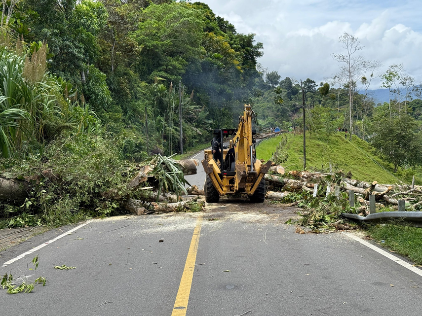 Bloqueo en Bocas del Toro: manifestantes derriban 153 árboles y mantienen cerrada la carretera
