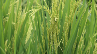 MIDA desmiente importación de 35,000 toneladas de arroz MIDA desmiente importación de 35,000 toneladas de arroz