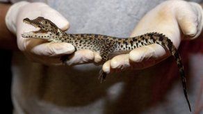 Zoológico de EEUU logra inusual nacimiento de cocodrilos cubanos
