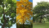 Los árboles Cocobolo, Guayacán y Almendro, destacan en la flora para la remoción de CO2 en Panamá. Los árboles Cocobolo, Guayacán y Almendro, destacan en la flora para la remoción de CO2 en Panamá.