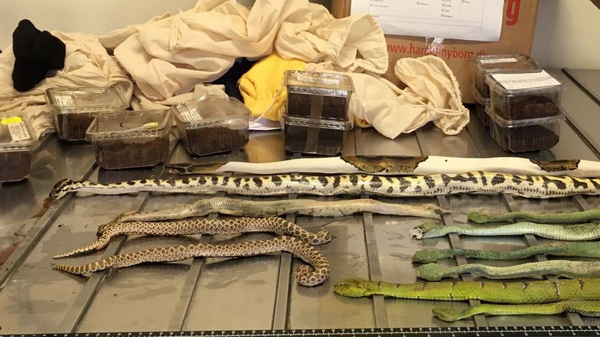 Hallan en Australia pitones, tarántulas y escorpiones en envío por correo